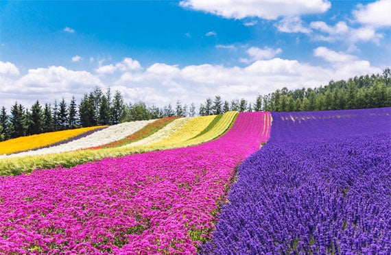 【札幌発/日帰りバスツアー】夏のベストシーズンに行く!中富良野・ファーム富田&美瑛・四季彩の丘でお花畑を楽しむ旅1